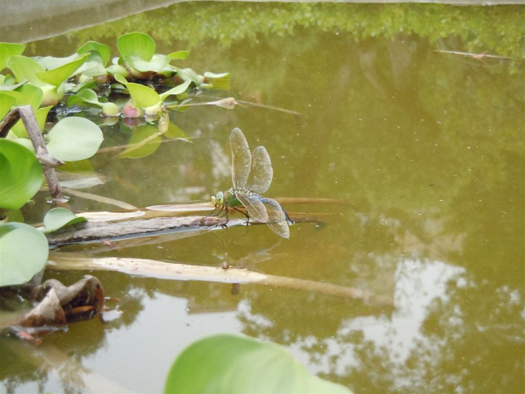 Anax imperator in ovoposizione